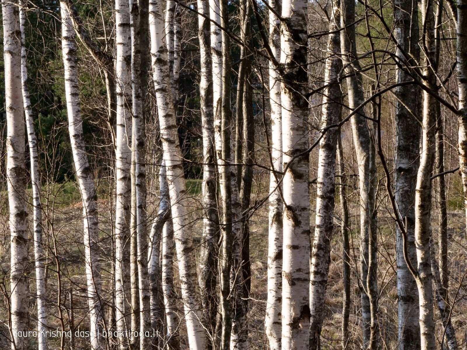 10 pavasari ismintinga gamta stiebiasi maksimaliai i virsu sakalu  kaimas 2020 04 19